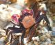 Lila violette Krabbe