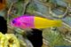 Nymphen-Zwergbarsch - Pseudochromis paccagnellae
