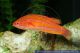 Paracheilinus flavianalis - Gelbflossen-Zwerglippfisch