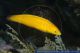 Halichoeres chrysus - Gelber Lippfisch