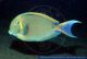 Acanthurus bariene  - Augenfleck-Doktorfisch