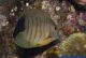 Acanthurus tristis - Doktorfisch in Eiblif&auml;rbung