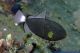 Melichthys niger - Dr&uuml;cker schwarz
