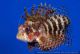 Dendrochirus brachypterus - Feuerfisch