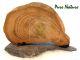 Moorkien-Ohrenmuschel UNO nass, ca. 500g, ca. 15 x 10 x 12cm