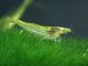 Grasgr&uuml;ne Garnele - Caridina cf. babaulti