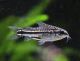 Corydoras pygmaeus - Zwergpanzerwels