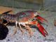 Procambarus clarkii rot