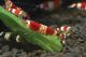 Red Crystal Garnele - Caridina cf. cantonensis (Grad A)