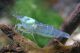 Blaue Garnele - Neocaridina zhangjiajiensis