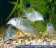 CORYDORAS AENEUS -  Metallpanzerwels