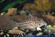 CORYDORAS LEOPARDUS -  Corydoras leopardus